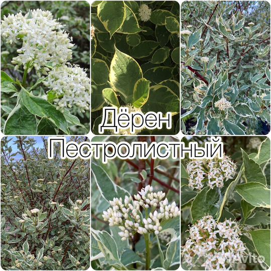 Гортензии/Вейгела/Форзиция/Спиреи/Дёрен