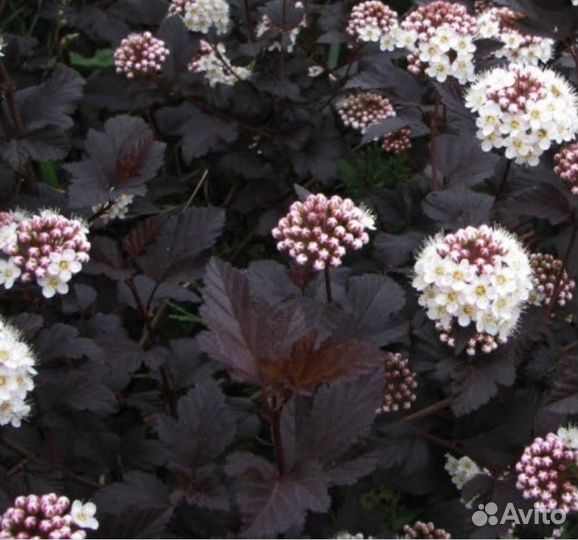 Пузыреплодник калинолистный Диаболо