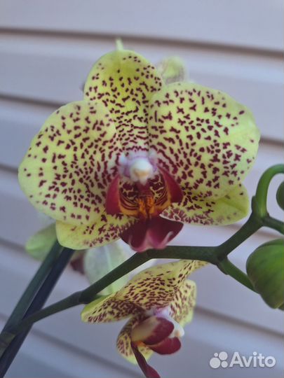 Сортовая орхидея фаленопсис - 3
