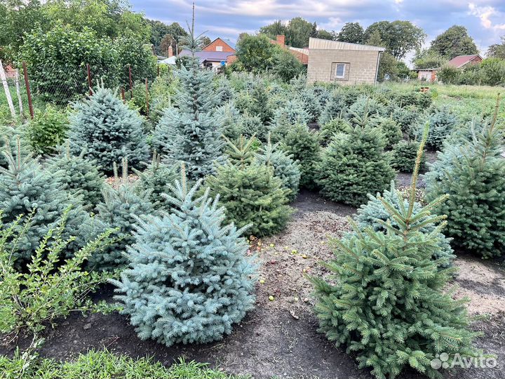 Ель голубая