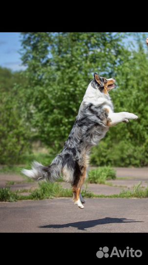 Собака для с'емок/фотосессии/реклама/кино