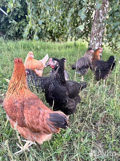 Куры несушки