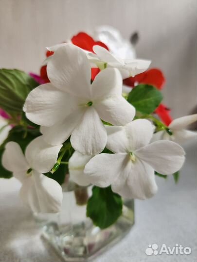 Бальзамины. 4 цвета