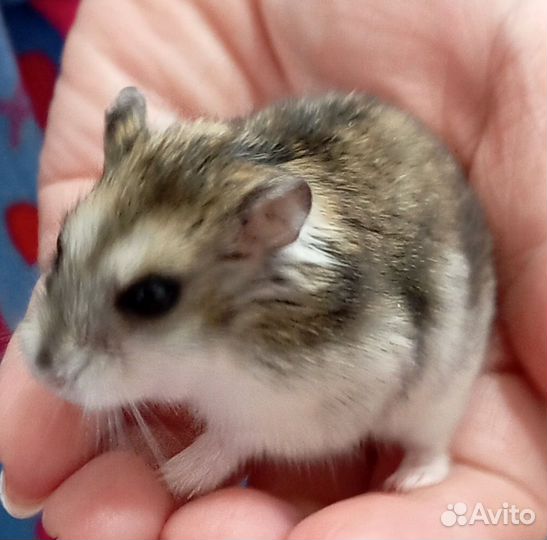 Джунгарский хомяк девочка