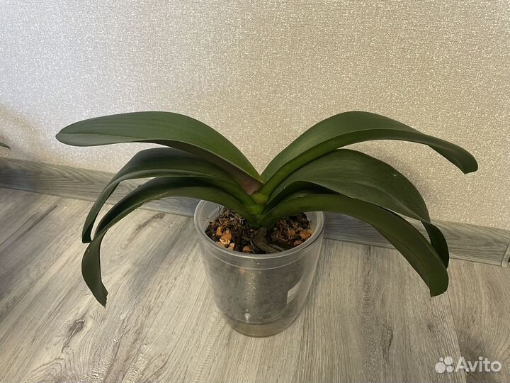 Продам архидеи