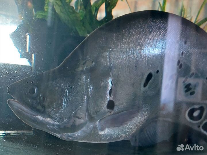 Нож индийский