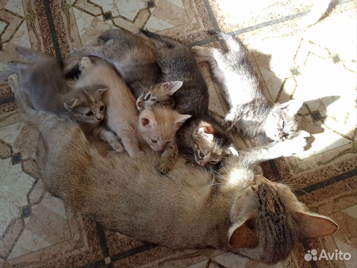 Котята в добрые руки