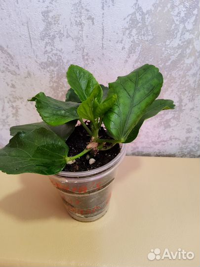 Гибискус сортовой 2