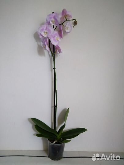 Орхидея фаленопсис биг лип