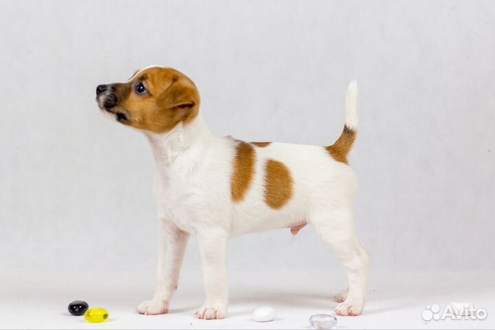 Щенки Парсон Рассел терьер