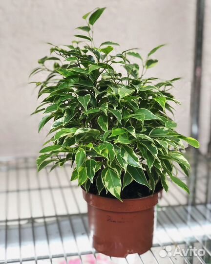 Фикус Бенджамина