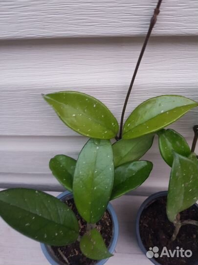 Комнатные растения цветы