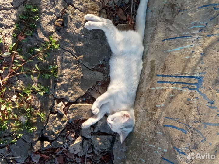 Приблудилась