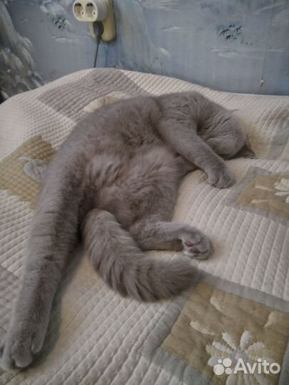 Продам кошку