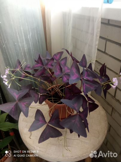 Комнатные цветы кислица