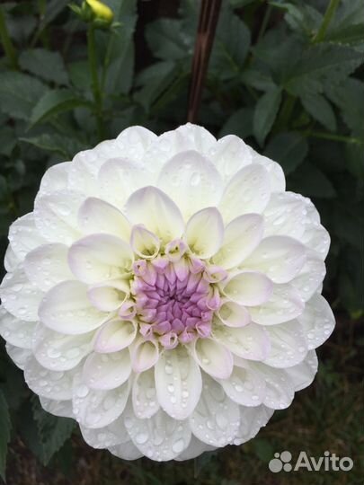 Георгины клубни