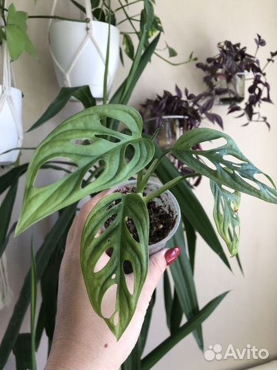 Монстера манки маск