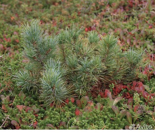 Кедровый стланик, саженцы двухлетние