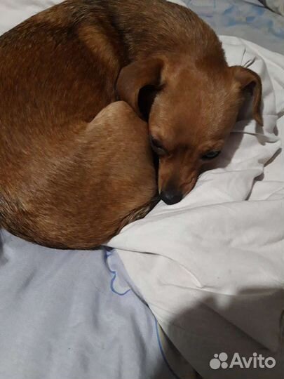 Собака в добрые руки отдам бесплатно