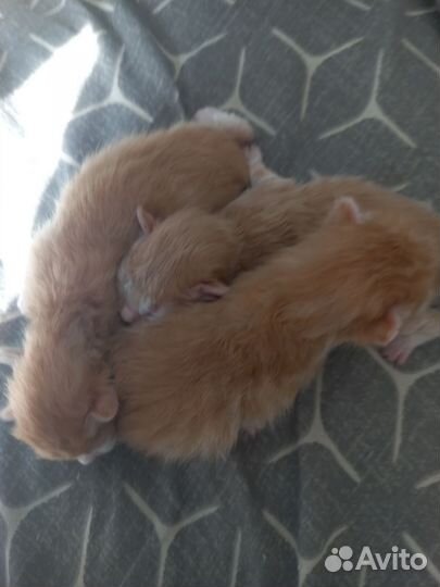 Котята Рыжики