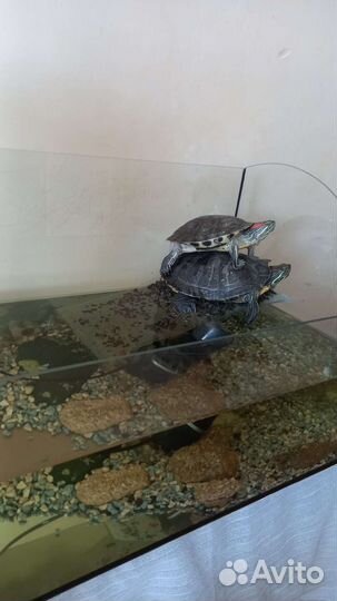 Аквариум и черепахи