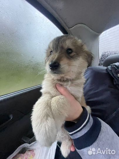 Щенки в добрые руки