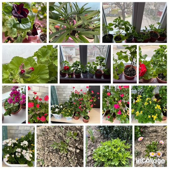 Комнатные и домашние растения