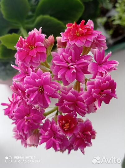 Сортовые фиалки