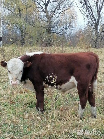Продаю бычков герефорд