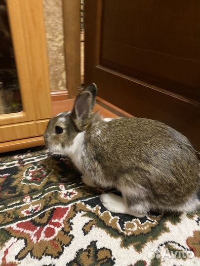 Домашние животные