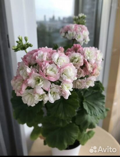 Сортовые пеларгонии