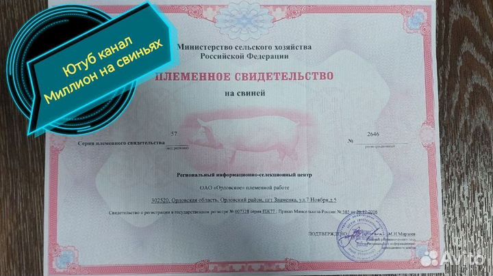 Поросята (Пьетрен, Пьетрен-Макстер)