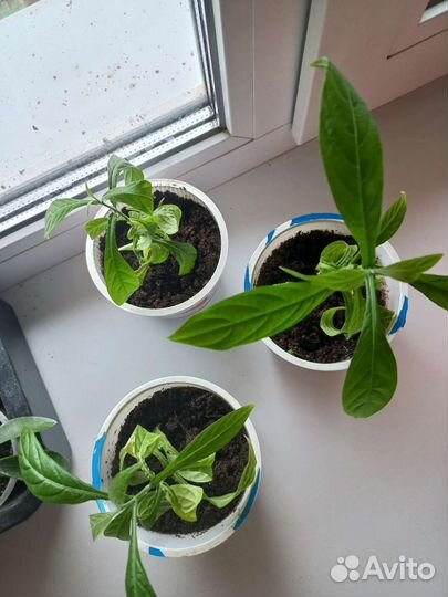 Пахистахис желтый