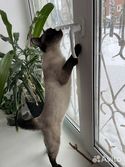 Тайская
