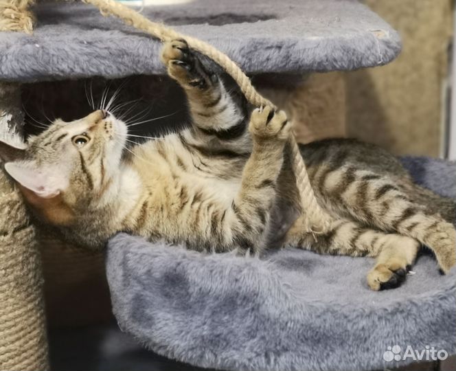 Полосатая кошка