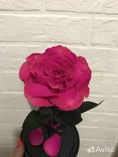 Роза в колбе