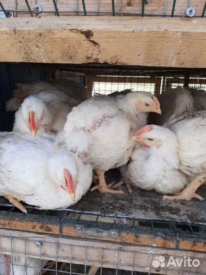 Бройлеры забойные росс 308