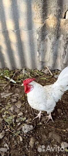 Молодые петухи