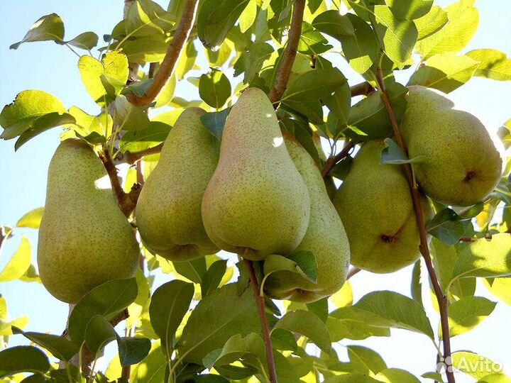 Саженцы груши с зкс