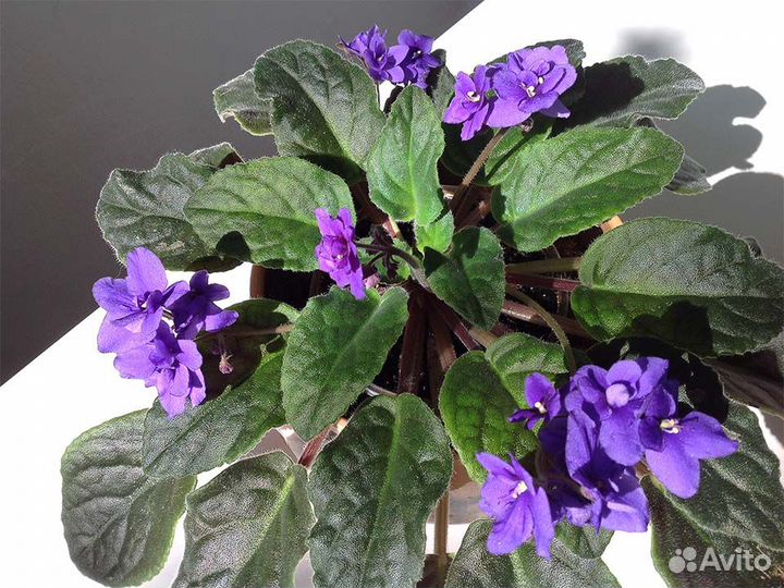 Фиалка цветущая фиолетовая