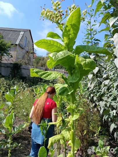 Семена табака