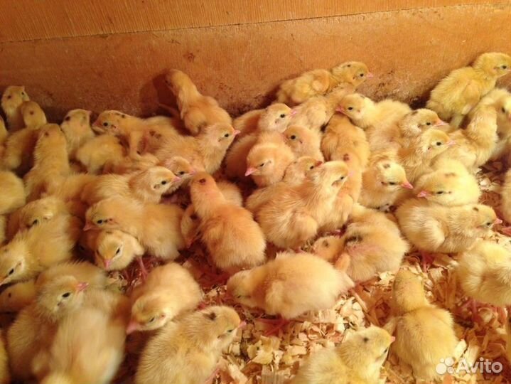 Перепелята суточные - Радонежские