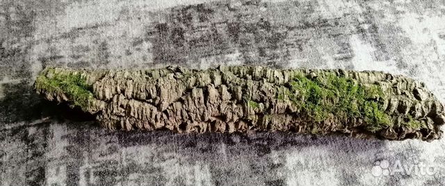 Кора пробкового дуба