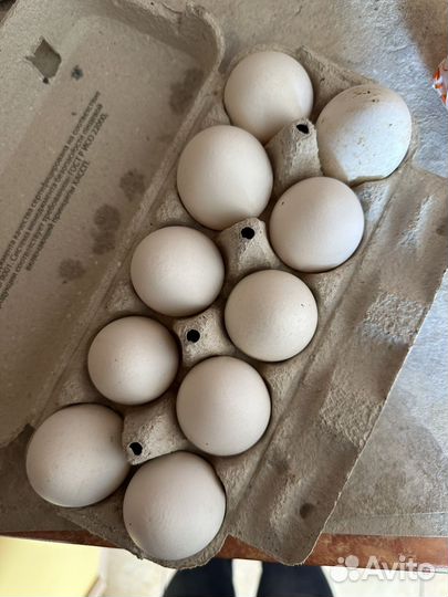 Домашние куриные яйца