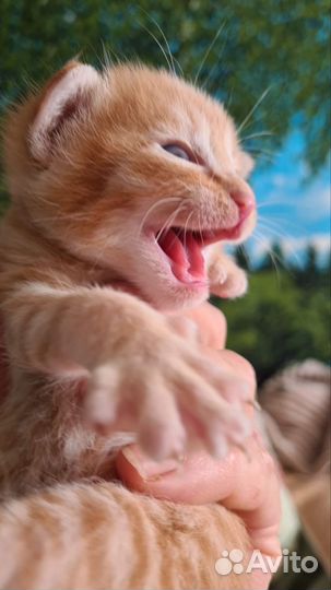 Кошки в добрые руки