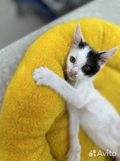 Котенок мальчик