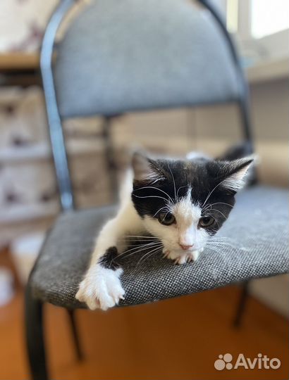 Котенок Плюша девочка ласкуша