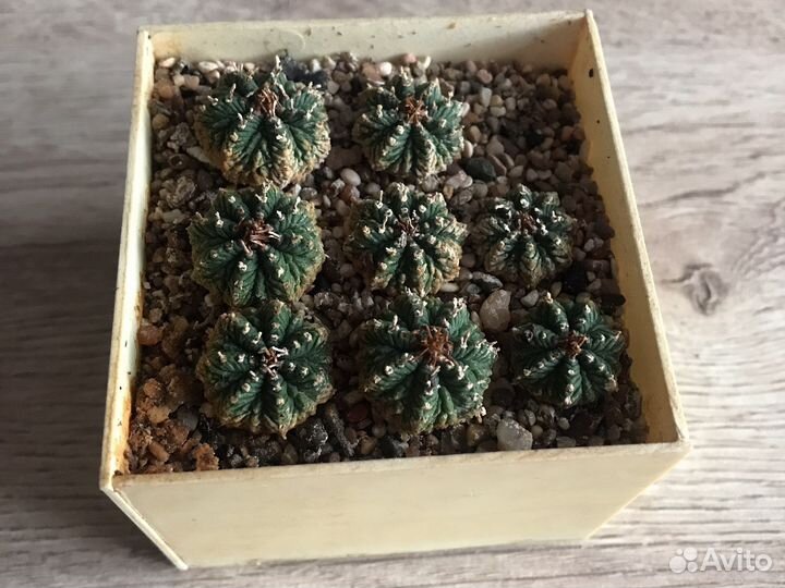 Aztekium ritteri (кактус)