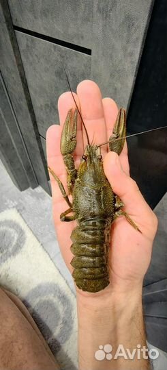 Вкусные раки