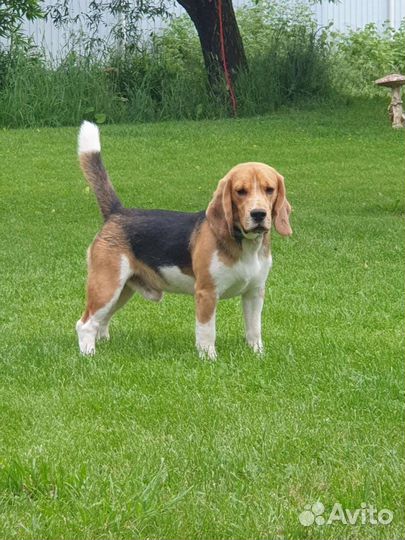 Передержка собак